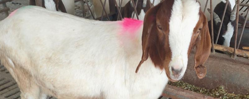 羊有什么品种，波尔山羊、杜泊羊等品种很常见