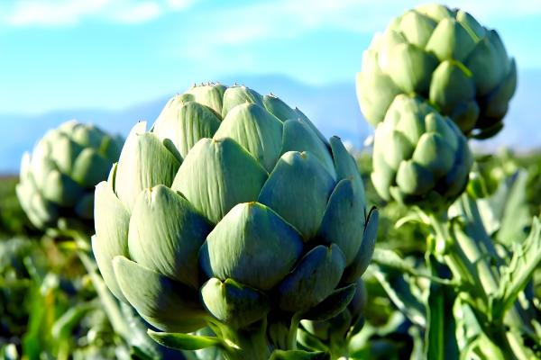 朝鲜蓟在中国的叫法，一般叫做菜蓟