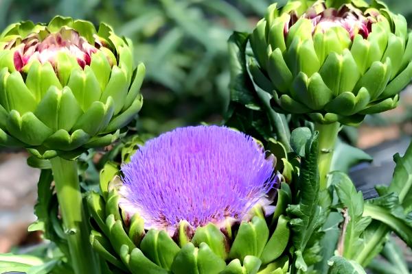 朝鲜蓟在中国的叫法，一般叫做菜蓟