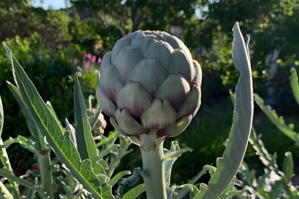 朝鲜蓟在中国的叫法，一般叫做菜蓟