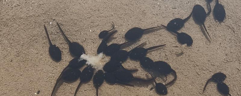 捕捞蝌蚪的工具，小网、脸盆、水瓢都可以使用