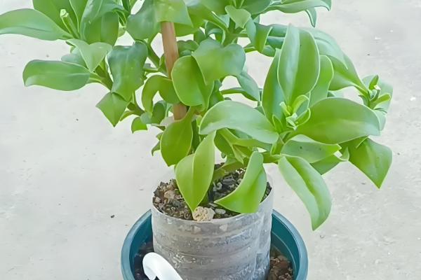 让牡丹吊兰花开繁盛的方式，春天应该2-3天浇水一次