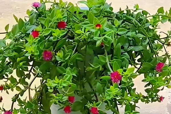 让牡丹吊兰花开繁盛的方式，春天应该2-3天浇水一次