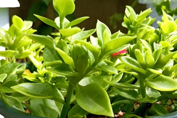 让牡丹吊兰花开繁盛的方式，春天应该2-3天浇水一次