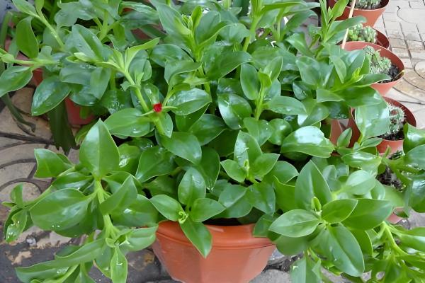 让牡丹吊兰花开繁盛的方式，春天应该2-3天浇水一次