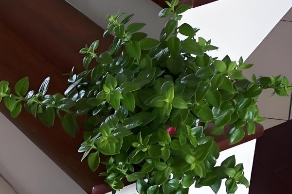 让牡丹吊兰花开繁盛的方式，春天应该2-3天浇水一次