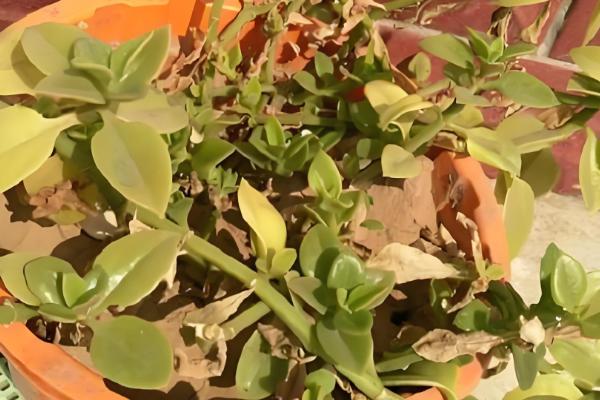 让牡丹吊兰花开繁盛的方式，春天应该2-3天浇水一次