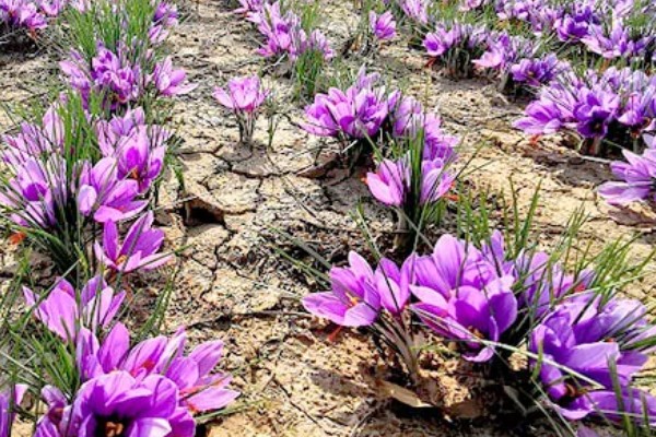 藏红花的生长环境要求，喜冷凉湿润和半阴环境