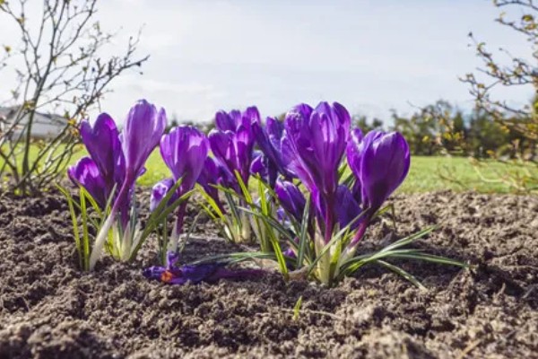 藏红花的生长环境要求，喜冷凉湿润和半阴环境