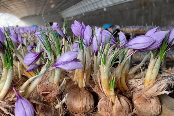 藏红花的生长环境要求，喜冷凉湿润和半阴环境