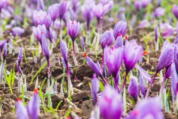 藏红花的生长环境要求，喜冷凉湿润和半阴环境
