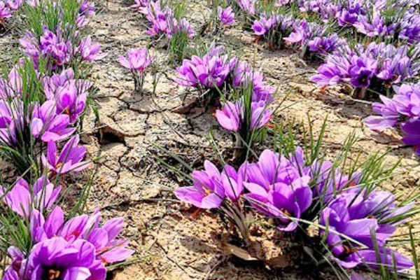 藏红花的生长环境要求，喜冷凉湿润和半阴环境