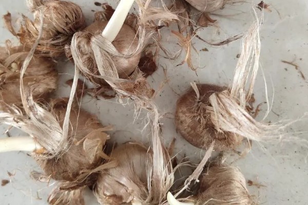 藏红花的生长环境要求，喜冷凉湿润和半阴环境