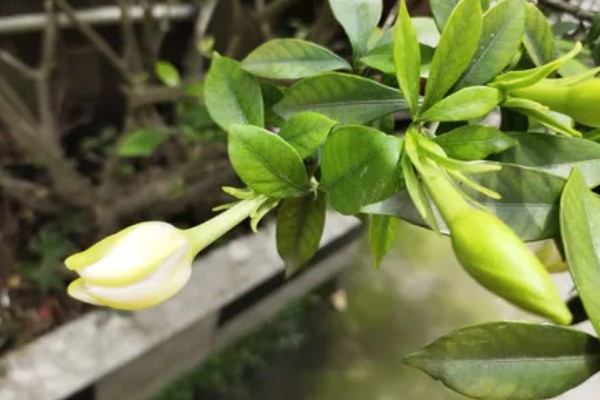 栀子花第一批花苞的外观，顶部尖细但底端肥厚