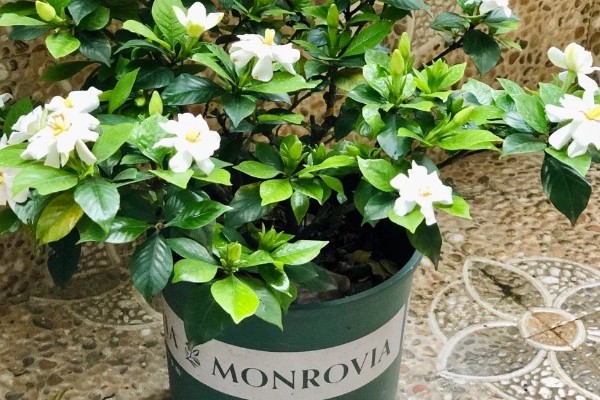 栀子花第一批花苞的外观，顶部尖细但底端肥厚