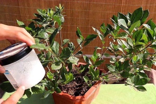 栀子花第一批花苞的外观，顶部尖细但底端肥厚