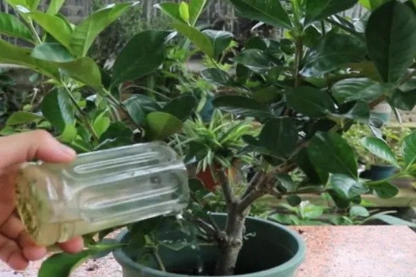 栀子花第一批花苞的外观，顶部尖细但底端肥厚