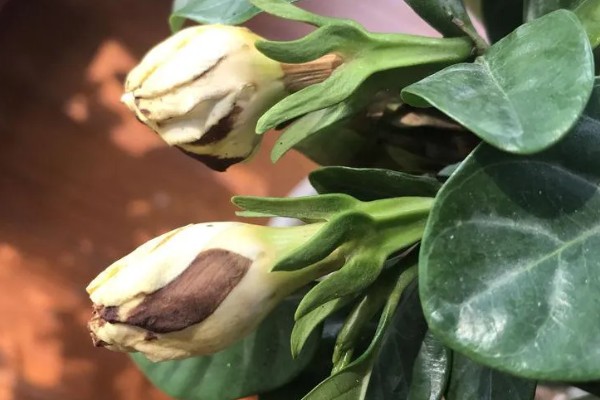 栀子花第一批花苞的外观，顶部尖细但底端肥厚