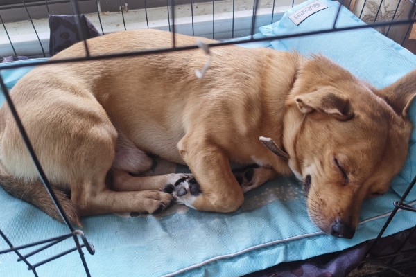 狗狗肚子一直咕噜叫的原因，可能是感到饥饿、体内有寄生虫等因素所致