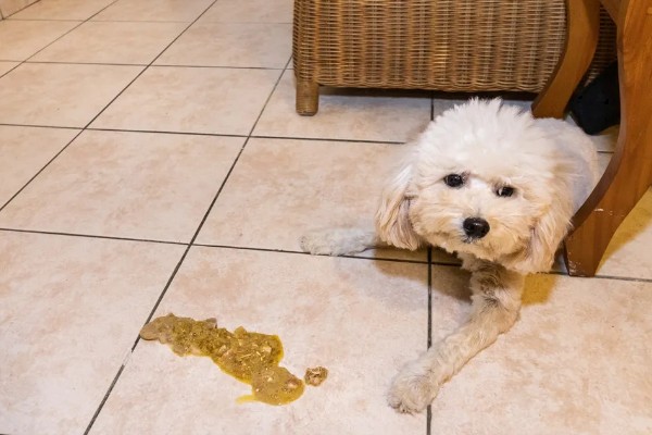 狗狗肚子一直咕噜叫的原因，可能是感到饥饿、体内有寄生虫等因素所致