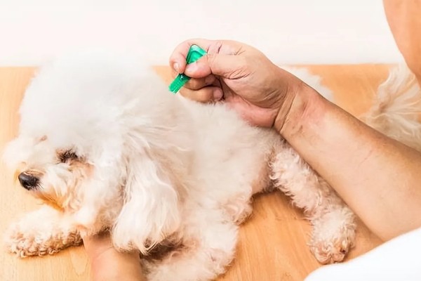 狗狗肚子一直咕噜叫的原因，可能是感到饥饿、体内有寄生虫等因素所致