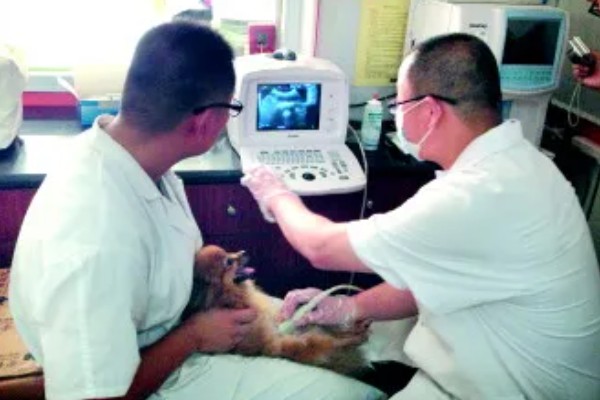 狗狗肚子一直咕噜叫的原因，可能是感到饥饿、体内有寄生虫等因素所致