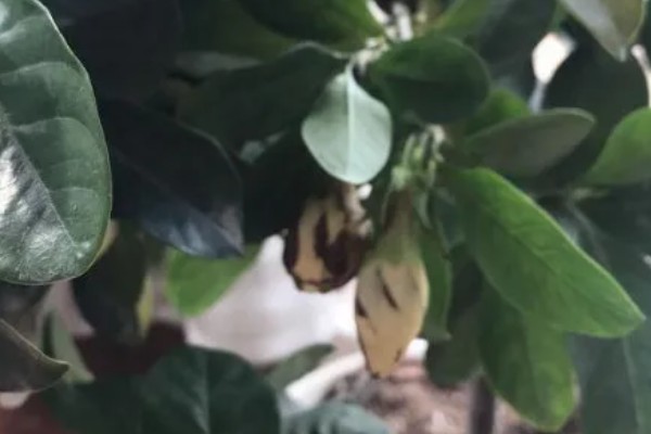 栀子花第一批花苞的外观，顶部尖细但底端肥厚