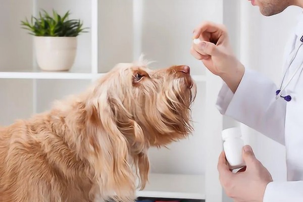 狗狗肚子一直咕噜叫的原因，可能是感到饥饿、体内有寄生虫等因素所致