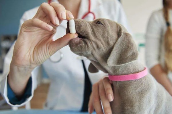 狗狗肚子一直咕噜叫的原因，可能是感到饥饿、体内有寄生虫等因素所致