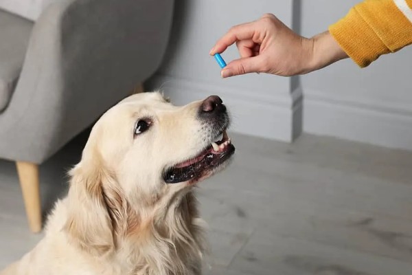 狗狗肚子一直咕噜叫的原因，可能是感到饥饿、体内有寄生虫等因素所致
