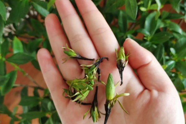 栀子花第一批花苞的外观，顶部尖细但底端肥厚