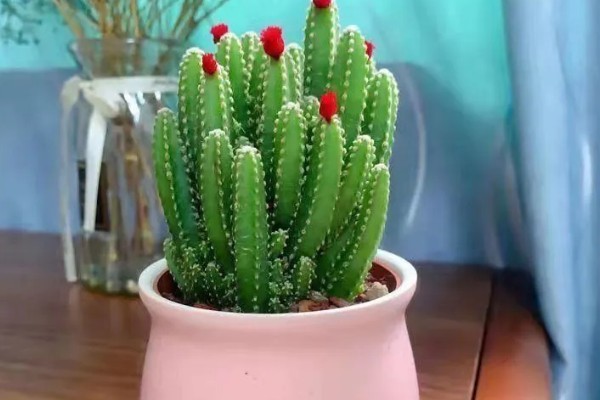 万重山的过冬方法，套上塑料膜可避免受冻