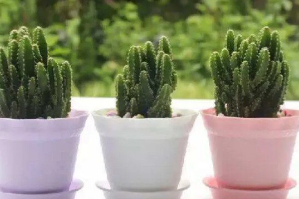 万重山的过冬方法，套上塑料膜可避免受冻