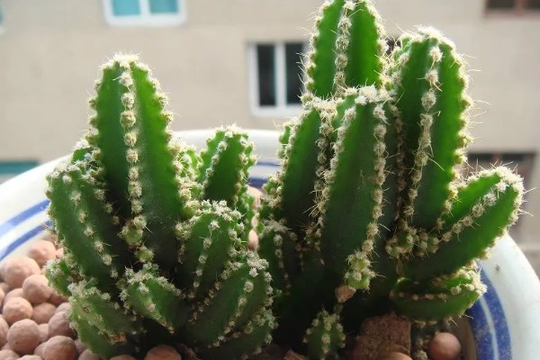 万重山的过冬方法，套上塑料膜可避免受冻