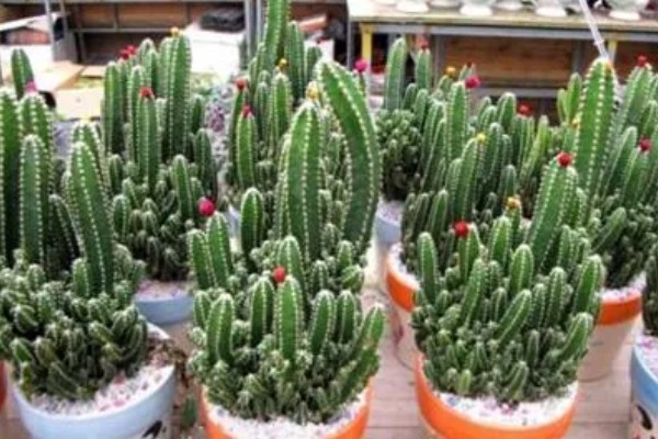 万重山的过冬方法，套上塑料膜可避免受冻