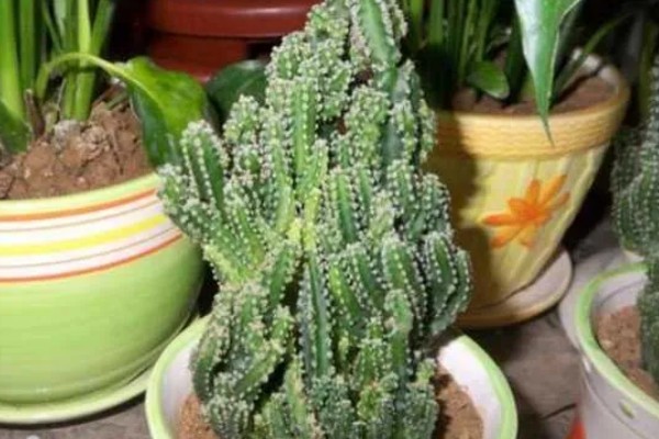 万重山的过冬方法，套上塑料膜可避免受冻