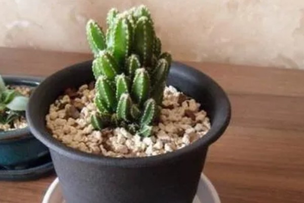 万重山的过冬方法，套上塑料膜可避免受冻