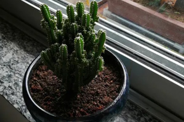 万重山的过冬方法，套上塑料膜可避免受冻