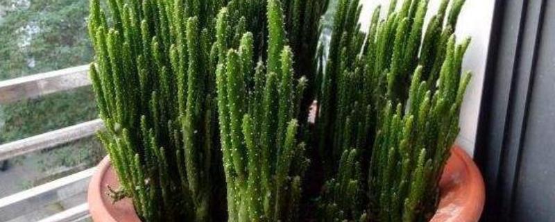 姬珊瑚有什么寓意，寓意生命顽强、生机勃勃等