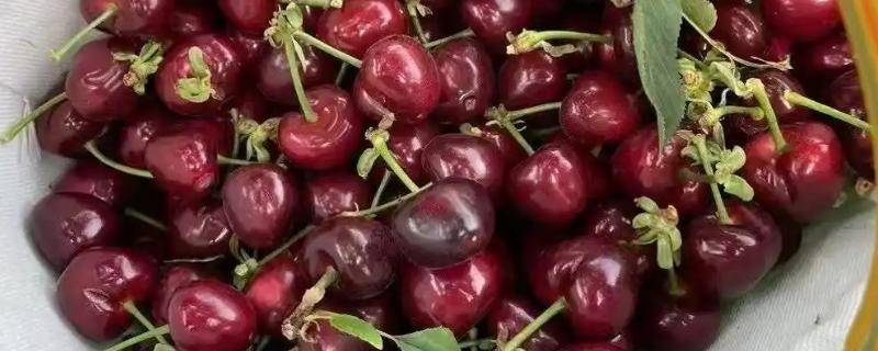 山东樱桃的成熟季节，从春季开始
