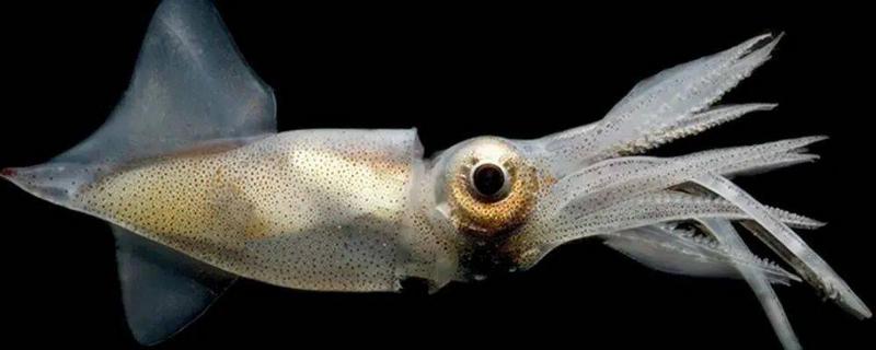 鱿鱼与乌贼有什么区别，前者属于枪乌贼科、后者属于乌贼科