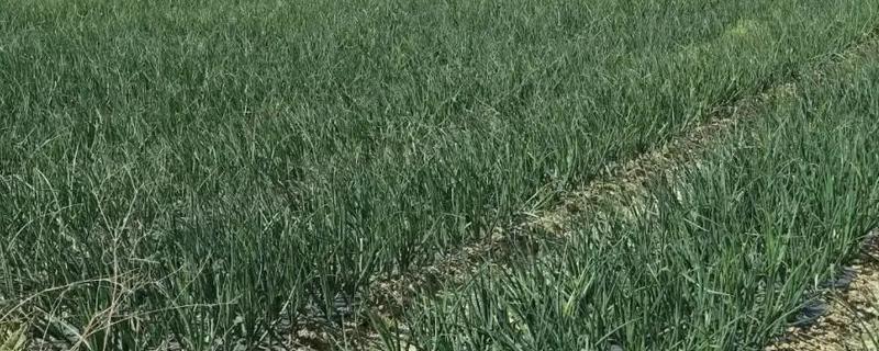 洋葱生长异常怎么办，需加强田间管理