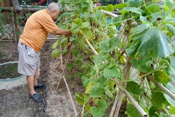 露天丝瓜的修剪方法，将长势差的枯萎枝、细弱枝剪除