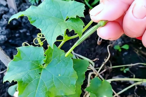 露天丝瓜的修剪方法，将长势差的枯萎枝、细弱枝剪除