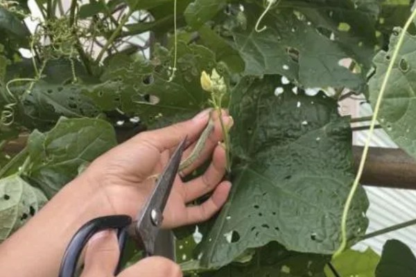 露天丝瓜的修剪方法，将长势差的枯萎枝、细弱枝剪除