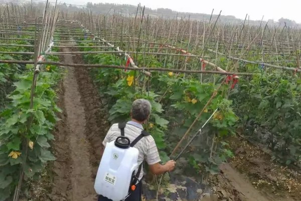 露天丝瓜的修剪方法，将长势差的枯萎枝、细弱枝剪除