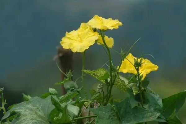 露天丝瓜的修剪方法，将长势差的枯萎枝、细弱枝剪除