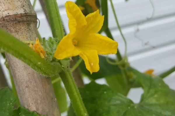 露天丝瓜的修剪方法，将长势差的枯萎枝、细弱枝剪除