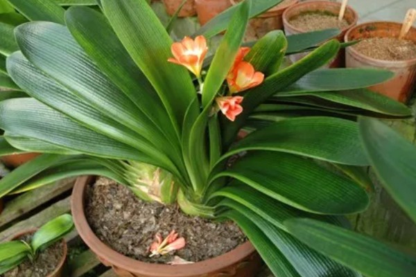 君子兰从出现花苞到抽箭需要多久，经过7-14天就会抽箭