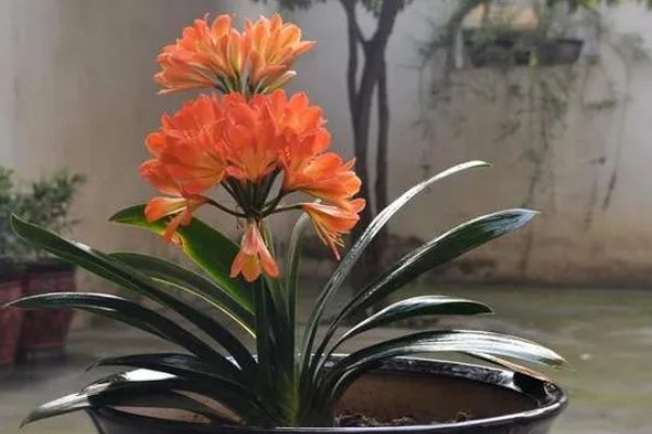 君子兰从出现花苞到抽箭需要多久，经过7-14天就会抽箭